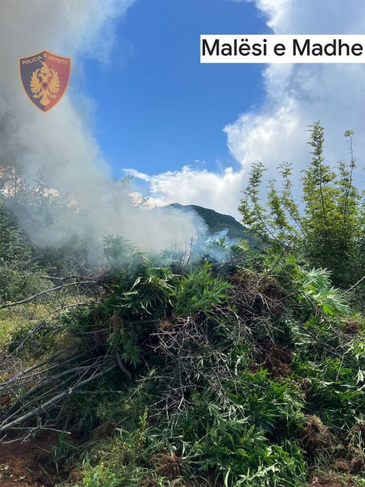 FOTO/ Policia djeg 116 rrënjë kanabis, arrestohet 28-vjeçari në Malësinë e Madhe