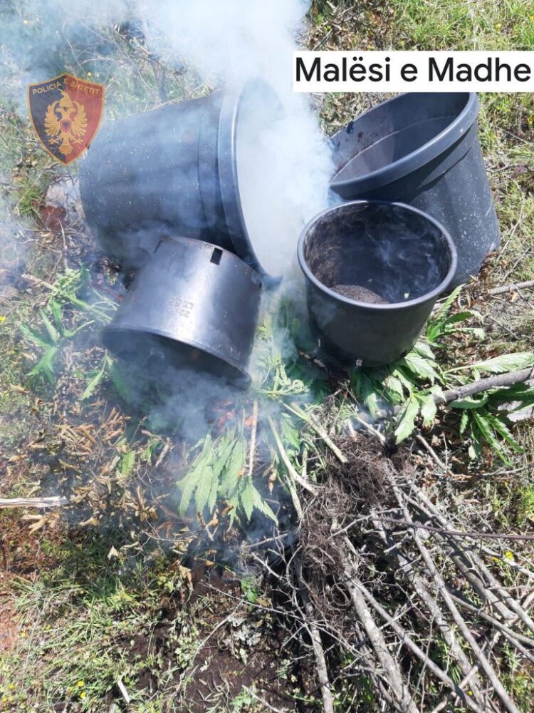 FOTO/ Policia djeg 116 rrënjë kanabis, arrestohet 28-vjeçari në Malësinë e Madhe