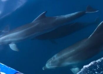 VIDEO / Delfinët ‘shoqërojnë’ turistët përgjatë detit Jon