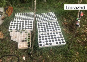 580 fidanë gati për t’i mbjellë, policia u prish planet