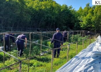 Lezhë/ Megaoperacioni anti-drogë, asgjësohen 2583 bimë kanabis në disa fshatra! Autorët s’dihen ende