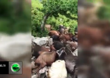 VIDEO/ Pamje të dhimbshme, rrufeja vret 32 krerë dhi në Krujë. Blegtori: Ushqeja familjen