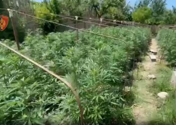 Kopshti i shtëpisë ishte kthyer në plantacion kanabisi, arrestohet babai, në kërkim i biri