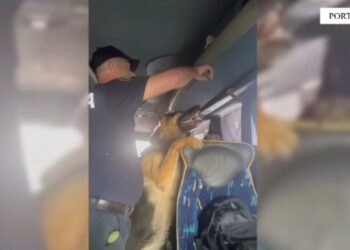 Fshehu rreth 100 mijë euro, shoferi i autobusit: Paratë i mora nga emigrantët në Itali