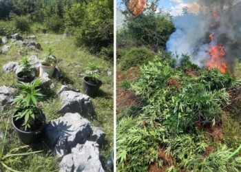 FOTO/ Policia djeg 116 rrënjë kanabis, arrestohet 28-vjeçari në Malësinë e Madhe