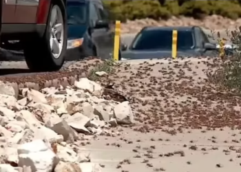 VIDEO| Karkalecat pushtojnë një qytet në SHBA, banorët në panik