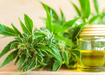 Legalizimi i kanabisit për qëllime mjekësore/ Mjekët skeptikë: Më shumë dëme në shoqëri, se të mira