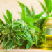 Legalizimi i kanabisit për qëllime mjekësore/ Mjekët skeptikë: Më shumë dëme në shoqëri, se të mira