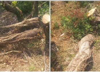 Masakër mjedisore te “Syri i Kaltër”, priten pemët për të ndërtuar lokal brenda parkut