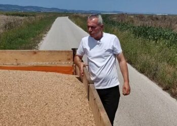 Pikat e grumbullimit nuk blejnë më grurë nga fermerët, ndalon korrja