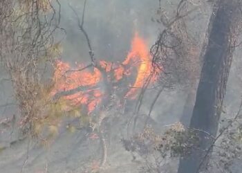 Jashtë kontrollit flakët në pyllin me pisha në Peshtan të Fierit, era po favorizon flakët (VIDEO)