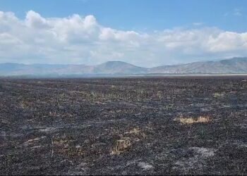 20 orë “luftë” me flakët/ Fiket zjarri në Bashkinë e Maliqit, digjen 100 hektarë bimësi