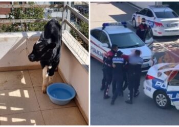 Vodhën viçat dhe i fshehën në ballkon, 3 të rinjtë dënohen me 4 muaj burg
