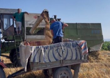 25 lekë/kg/ Fermerët nuk e shesin grurin; rënia e çmimit i detyron ta magazinojnë