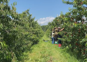 Më shumë fitojnë tregtarët se sa prodhuesit/ Apeli i fermerëve të juglindjes: Të bashkohemi që të diktojmë çmimet