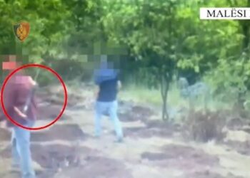 Ruante parcelën e kanabisit me shotgun, në kërkim 51-vjeçari në Malësinë e Madhe