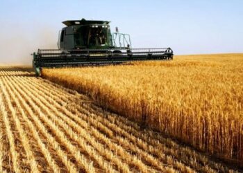 FMN: Çmimi i grurit do rritet. Lufta do të ndikojë në gjithë botën