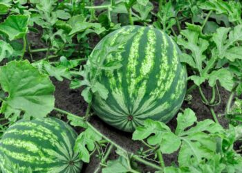 Rregulli me dy gishta për të zgjedhur shalqinin perfekt