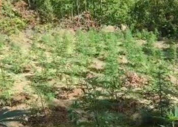 Zbulohen mbi 4 mijë bimë narkotike në Shkodër, Mirditë dhe Tropojë, në hetim përgjegjësi i shërbimit pyjor
