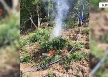 Nuk ndalet droga në malësinë e Krujës: Asgjësohen 773 rrënjë kanabisi