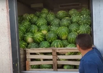 I gjithë shalqiri i Lushnjës ikën për eksport, çmimi i shitjes nuk ka rënë nën 38 lekë