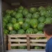 I gjithë shalqiri i Lushnjës ikën për eksport, çmimi i shitjes nuk ka rënë nën 38 lekë