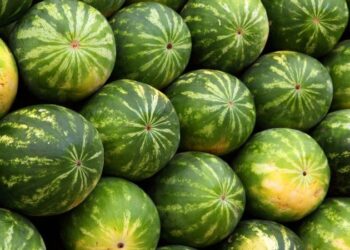 30 lekë për kg/ Fermerët e shalqinit në Kallm të Fierit kërkojnë pika grumbullimi