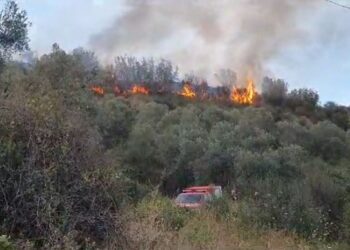 Digjen mbi 2 hektarë në një kodër me ullinj në Lushnje, zjarrfikësit vështirësi në ndërhyrje prej terrenit