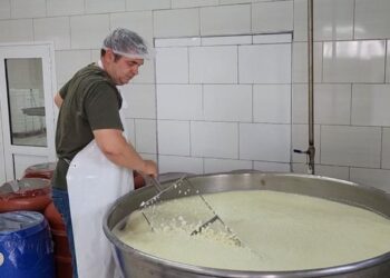 Kthehen pas 10 vite emigrim dhe ndërtojnë një fabrike përpunimi qumështi në Fier