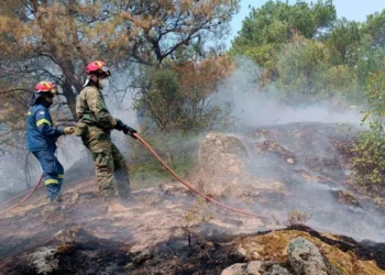 Zjarret në Greqi/ 18 emigrantë gjenden të djegur në pyllin e Dadias