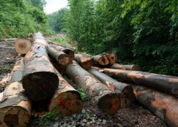 Komisioni Europian i jep 200 milionë euro Rumanisë për të mos prerë pemët