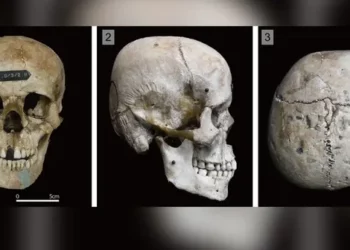 Misteri i kafkave të modifikuara të njeriut në Japoninë e lashtë, çfarë thonë studiuesit
