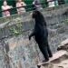 Ariu “njeri” sjell 20 mijë vizitorë çdo ditë në kopshtin zoologjik në Kinë