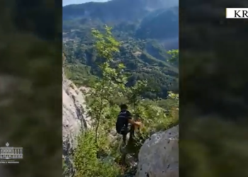 Asgjësohen 24,220 bimë kanabis në Krujë, Shkodër, Lezhë dhe Tropojë