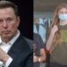 Musk rrëfen “pengjet” me vajzën transgjinore që e ka mohuar, të cilën e quan komuniste