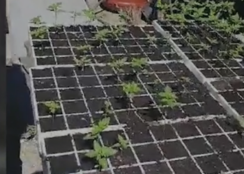 Detaje nga parcela me kanabis në Zall Herr, bimët kishin arritur 50 cm