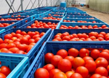 Krifca: Eksportet bujqësore rritje me 20 % në korrik