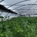 Zbulohet plantacioni më i madh i kanabisit në histori, vlera 60 milionë dollarë