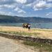 Fadroma godet aksidentalisht pushuesin në Pogradec, policia jep detajet e para të ngjarjes