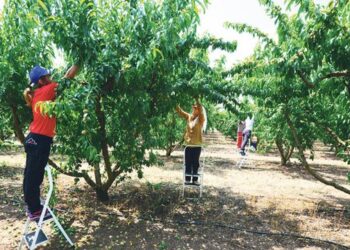 Greqia kërkon 60 mijë punëtorë, shqiptarët refuzojnë, duan paga më të larta. Zgjidhje janë aziatikët