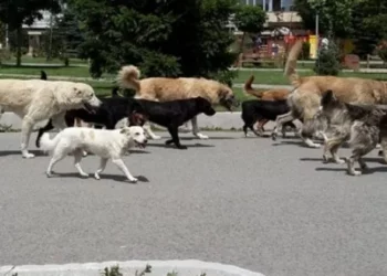Vendimi/ Bashkia e Gjirokastrës anulon tenderin 14 milionë lekë për tredhjen e qenve