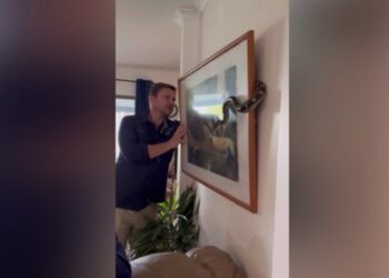 Gjarpri fshihet pas kornizës, tmerrohet familja australiane