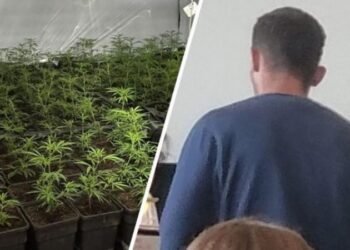 Përmbaruesi shkon t’iu sekuestrojë sendet shtëpiake shqiptarëve në Belgjikë, zbulon një plantacion droge