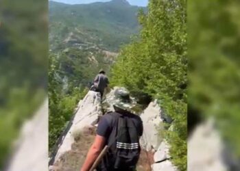 Asgjësohen rreth 6 mijë bimë kanabis në disa qytete në veri, shpallen në kërkim 3 persona