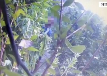 Kultivuan 31 bimë kanabis në Lukovë, 2 të arrestuar dhe 1 i shpallur në kërkim (Video)