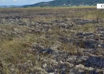 Hodhi cigaren e ndezur dhe dogji tokat e mbjella, arrestohet 43-vjeçari në Cërrik