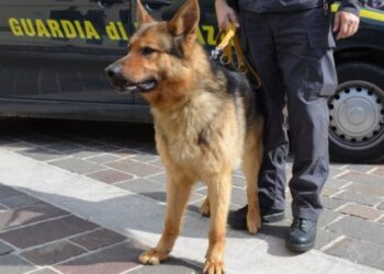 Babë e bir “tërbuan” prokurorët italianë për dy vite: Dingo e Gipsy “fundosin” shqiptarin tjetër të bandës së drogës