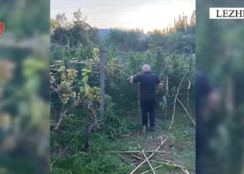 Asgjësohen 710 bimë kanabis në fshatin Mërqi të Lezhës, arrestohet një 40-vjeçar