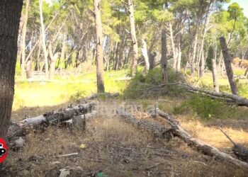 Pylli i Sodës, si po degjeneron “mushkëria” e Vlorës