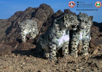 Gjithçka që duhet të dini për Leopardin e Borës në Ditën Ndërkombëtare të Leopardit të Borës